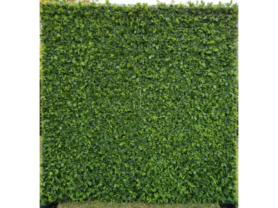 Green Wall Backdrop in Ocean Isle Beach